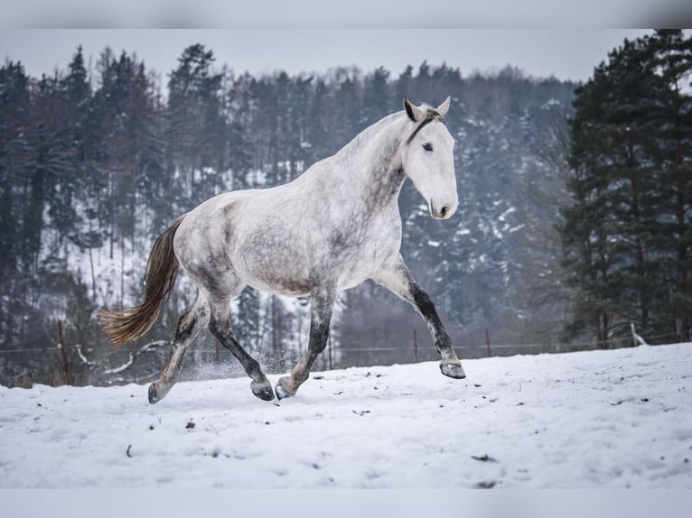 Kladruber Wallach 7 Jahre 172 cm White in D&#x11B;&#x10D;&#xED;n