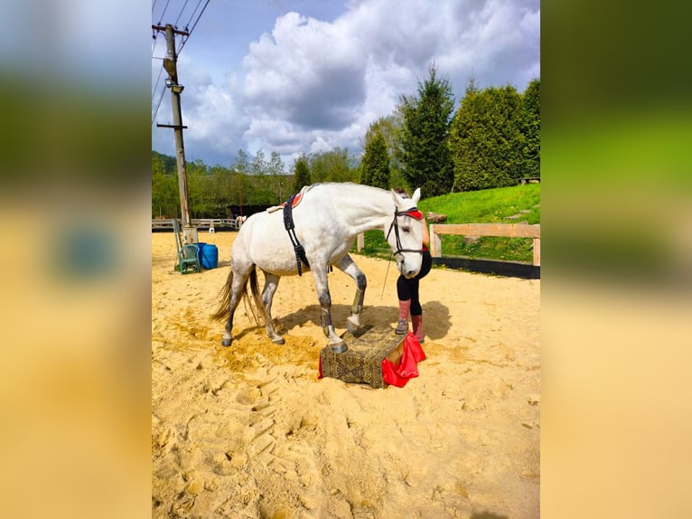 Kladruber Wallach 7 Jahre 172 cm White in D&#x11B;&#x10D;&#xED;n