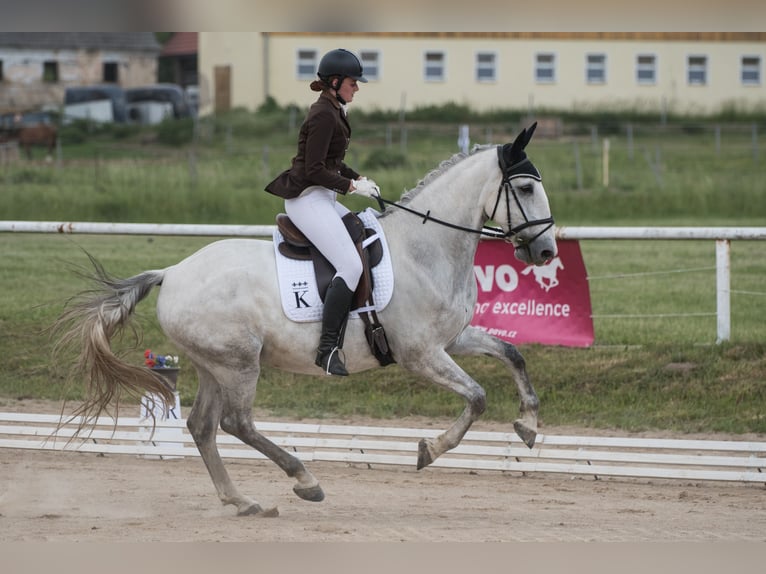 Kladruber Wallach 7 Jahre 172 cm White in D&#x11B;&#x10D;&#xED;n