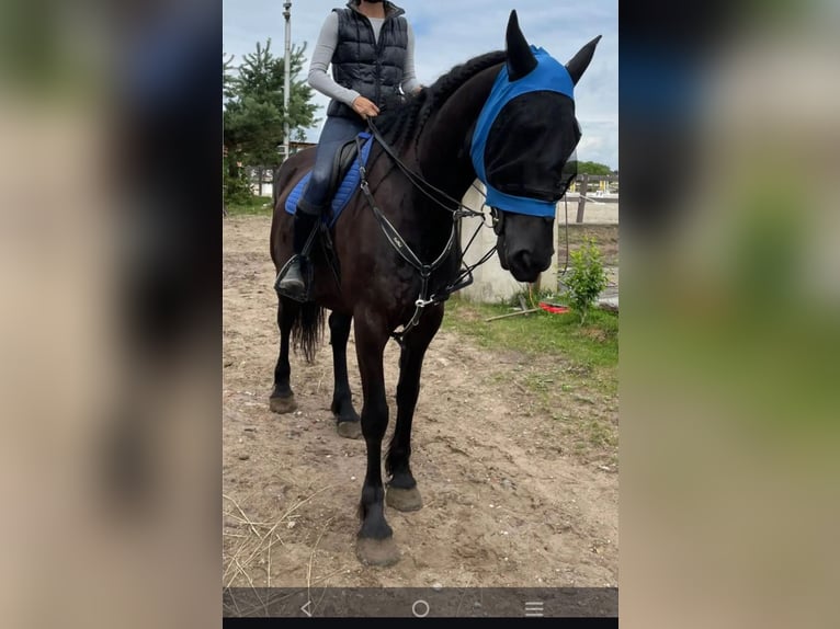 Kladruber Mix Wallach 8 Jahre 170 cm Rappe in Hradec kralove