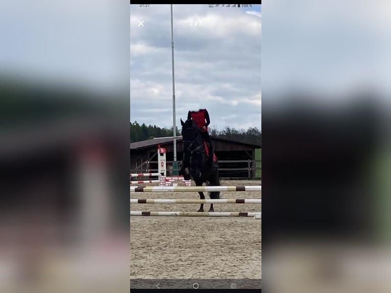 Kladruber Mix Wallach 9 Jahre 170 cm Rappe in Hradec kralove