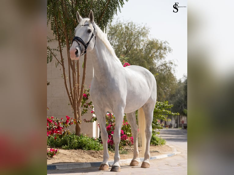 Kladruber Yegua 13 años 163 cm White/Blanco in Dubai