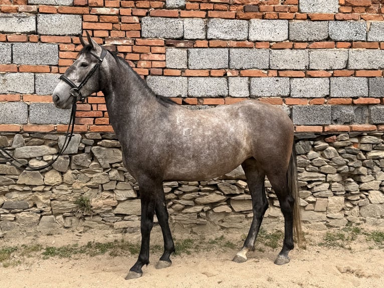 Kladruber Yegua 5 años 161 cm Tordo in Neveklov