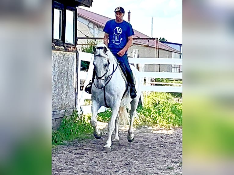 Kladruby Gelding 11 years 16,1 hh White in Prague