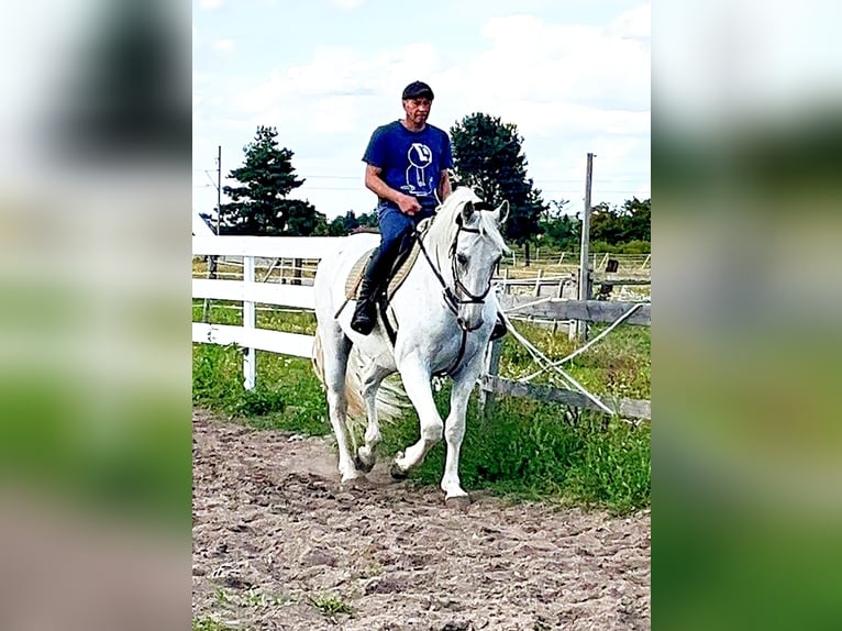 Kladruby Gelding 11 years 16,1 hh White in Prague