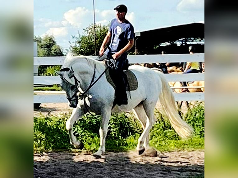 Kladruby Gelding 11 years 16,1 hh White in Prague