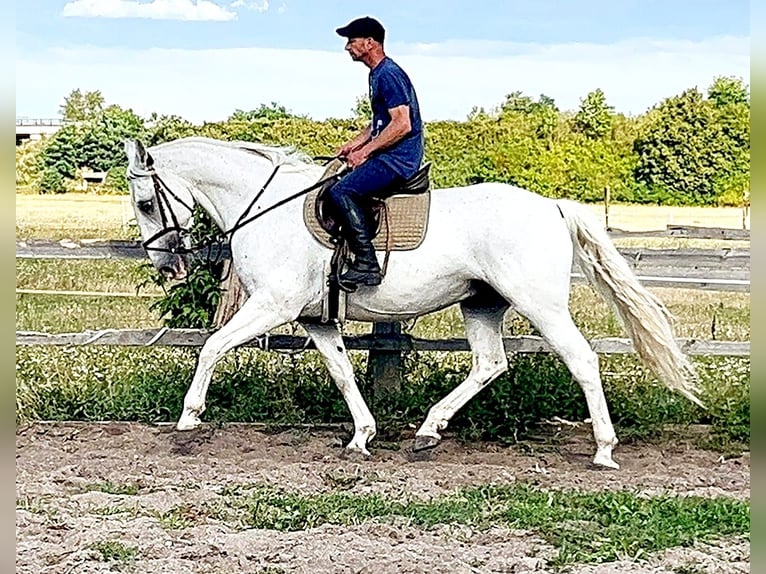 Kladruby Gelding 11 years 16,1 hh White in Prague