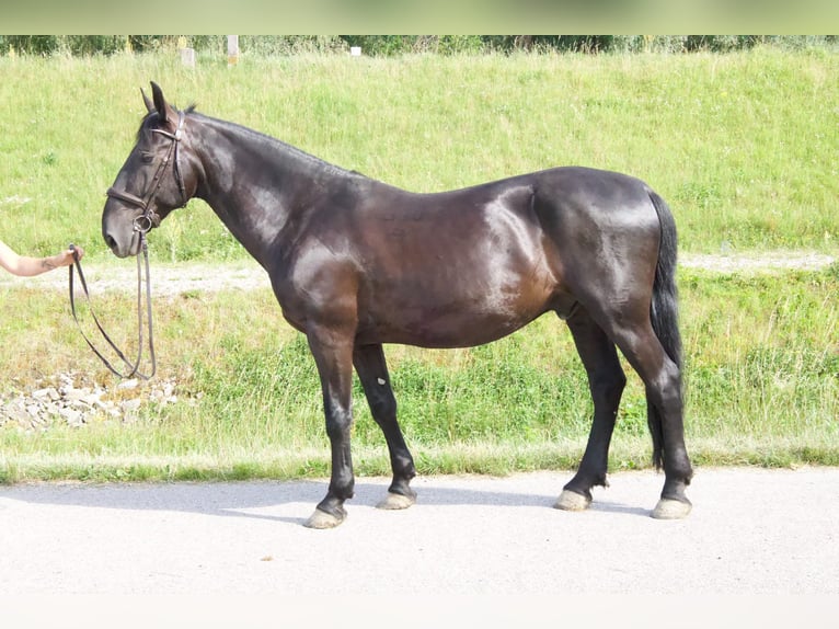 Kladruby Gelding 12 years 16 hh Black in Simbach am Inn