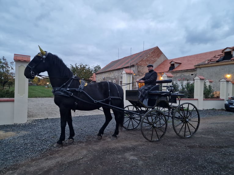 Kladruby Gelding 13 years 17 hh Black in Mšené Lázně