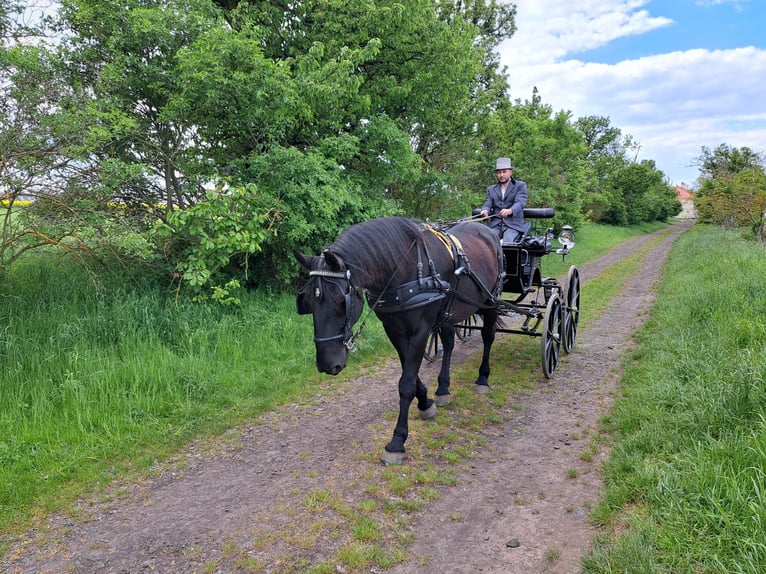 Kladruby Gelding 13 years 17 hh Black in Mšené Lázně