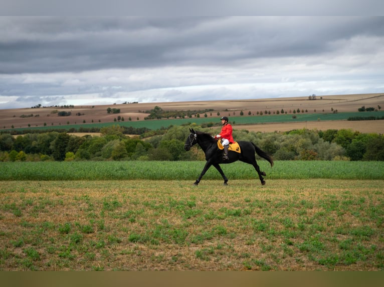 Kladruby Gelding 13 years 17 hh Black in Mšené Lázně
