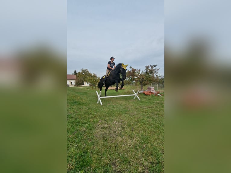 Kladruby Gelding 13 years 17 hh Black in Mšené Lázně