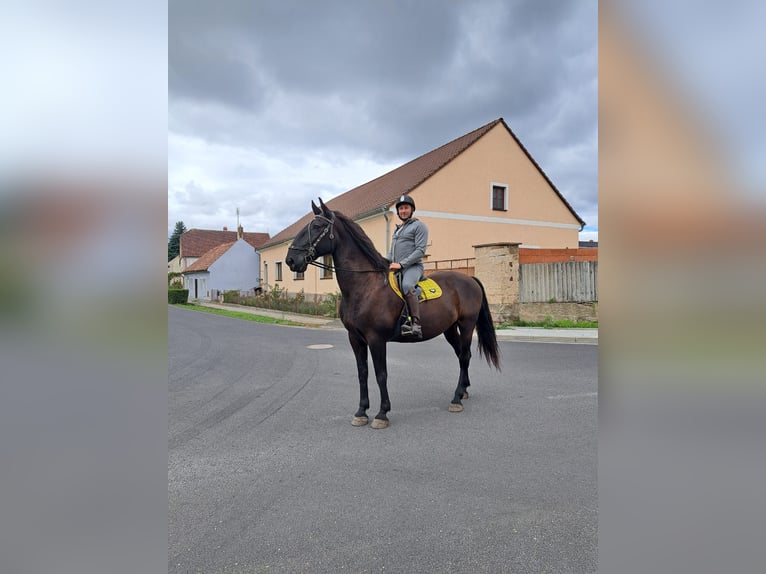 Kladruby Gelding 13 years 17 hh Black in Mšené Lázně