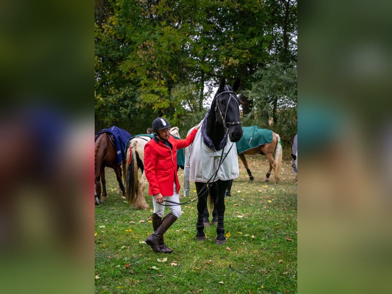 Kladruby Gelding 13 years 17 hh Black in Mšené Lázně