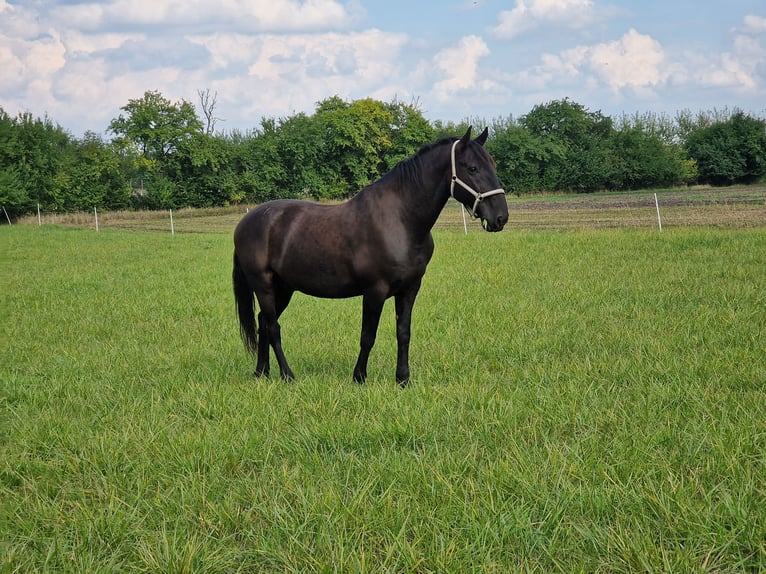 Kladruby Gelding 13 years 17 hh Black in Mšené Lázně