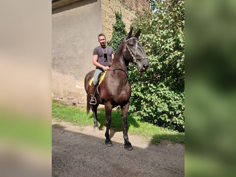 Kladruby Gelding 13 years 17 hh Black in Mšené Lázně