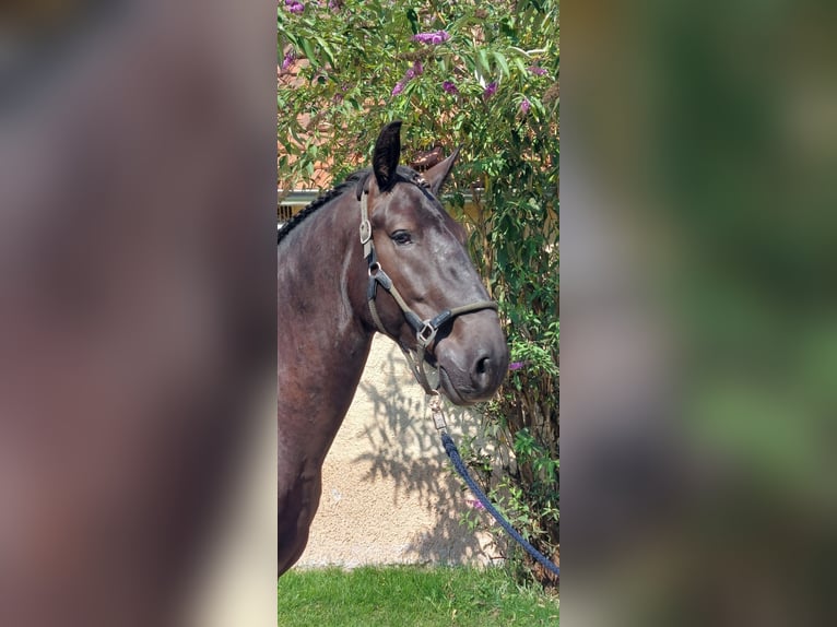 Kladruby Gelding 4 years 16,2 hh Black in Garching bei M&#xFC;nchen