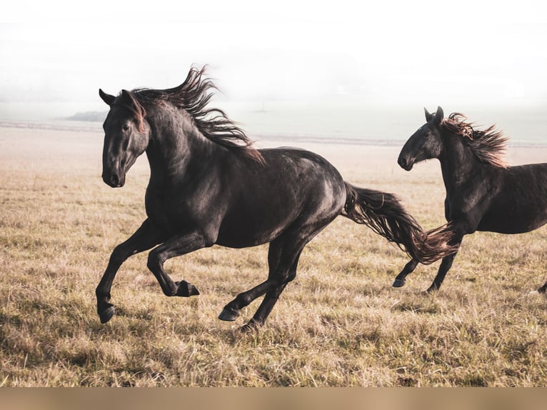 Kladruby Gelding 4 years Black in Brno