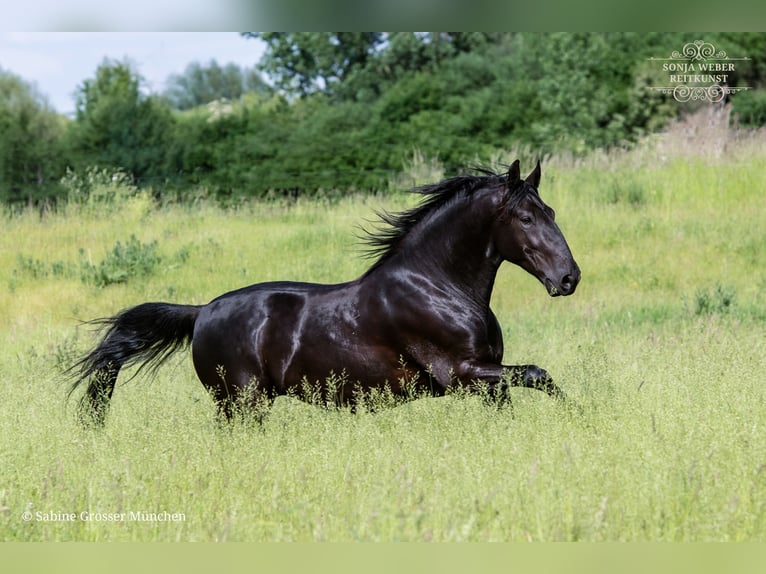 Kladruby Gelding 5 years 15,3 hh Black in Bad Vilbel