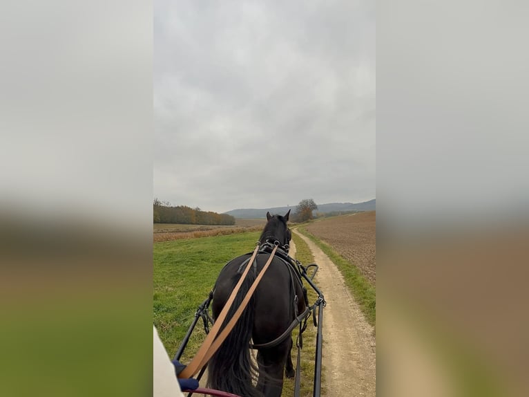 Kladruby Gelding 5 years 16.1 hh Black in Pyhra