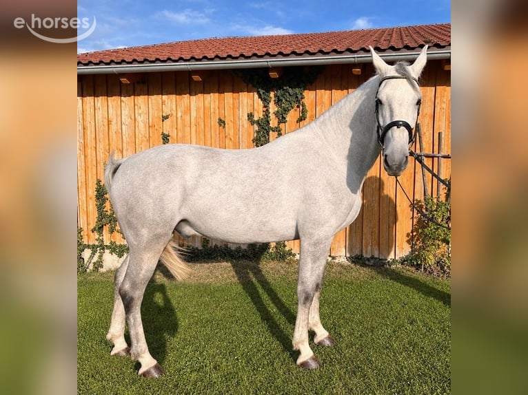 Kladruby Gelding 5 years 16.1 hh Grey in Altenfelden