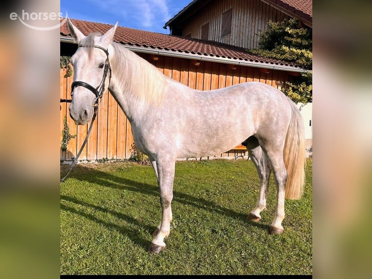 Kladruby Gelding 5 years 16.1 hh Grey in Altenfelden