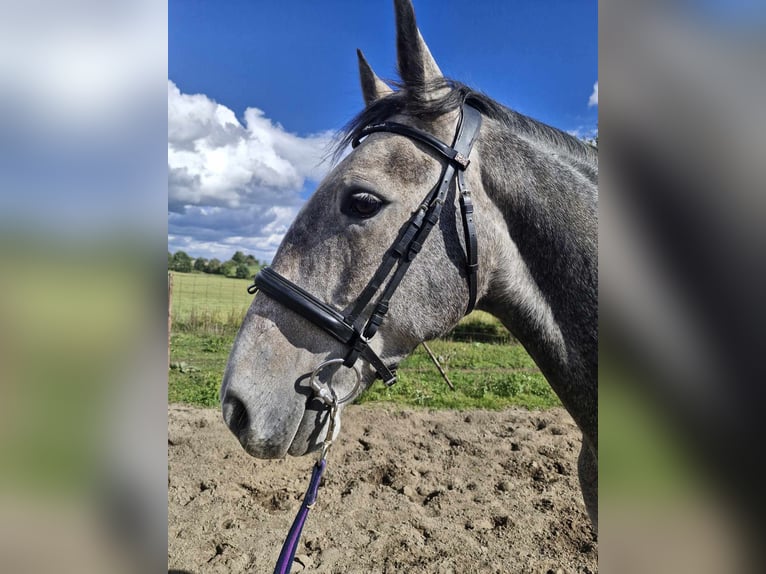 Kladruby Gelding 5 years 16 hh Gray-Blue-Tan in Neveklov