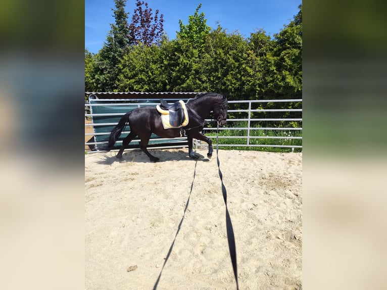Kladruby Gelding 5 years 16,1 hh Black in Pyhra