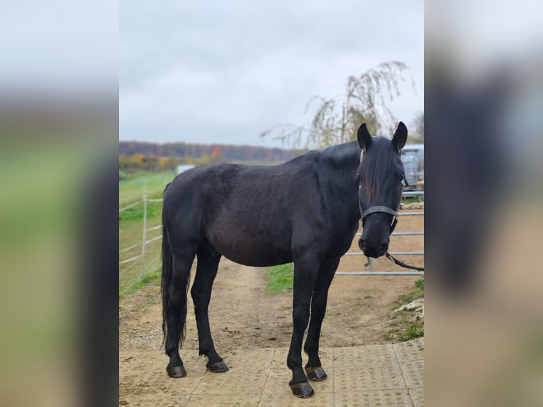 Kladruby Gelding 5 years 16,1 hh Black in Pyhra