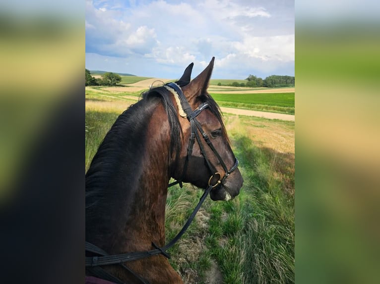 Kladruby Gelding 5 years 16,1 hh Black in Pyhra