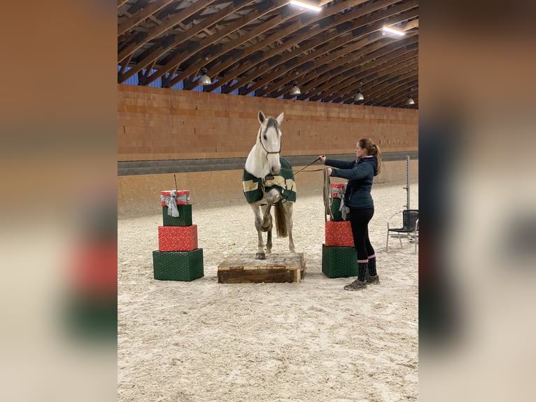 Kladruby Gelding 8 years 16.3 hh White in Děčín