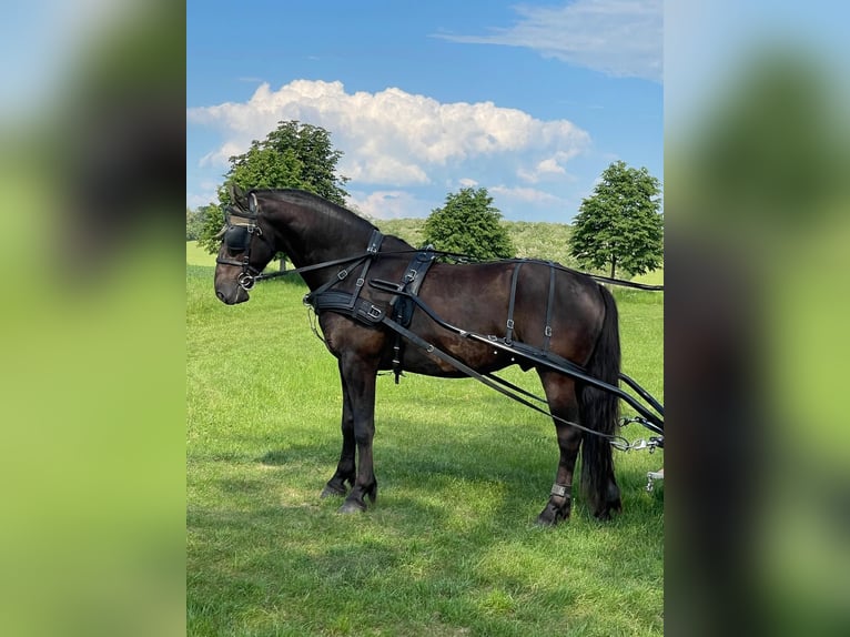 Kladruby Gelding 8 years 16,2 hh Bay-Dark in Zlate Moravce