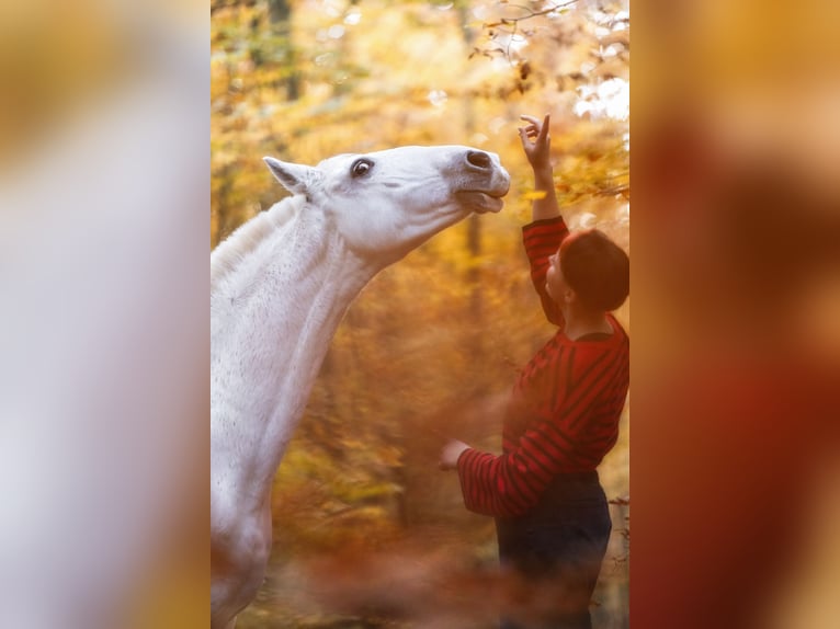 Kladruby Mix Mare 16 years 15,1 hh White in Welling