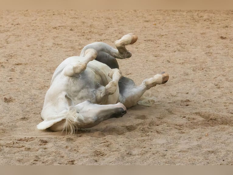 Kladruby Mix Mare 16 years 15,1 hh White in Welling