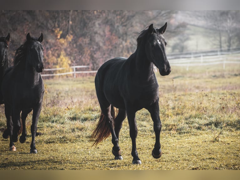 Kladruby Mare 2 years Black in Brno