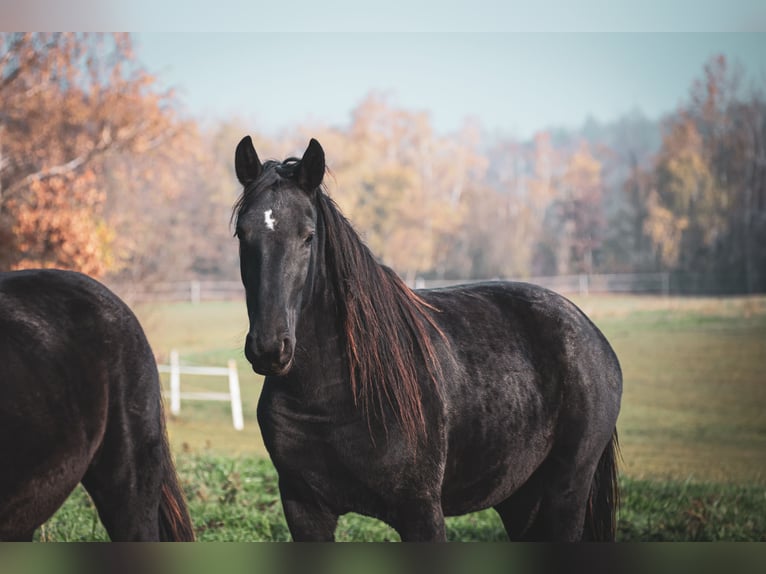 Kladruby Mare 2 years Black in Brno