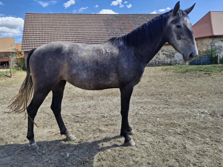 Kladruby Mare 4 years 15,3 hh Grey in Neveklov