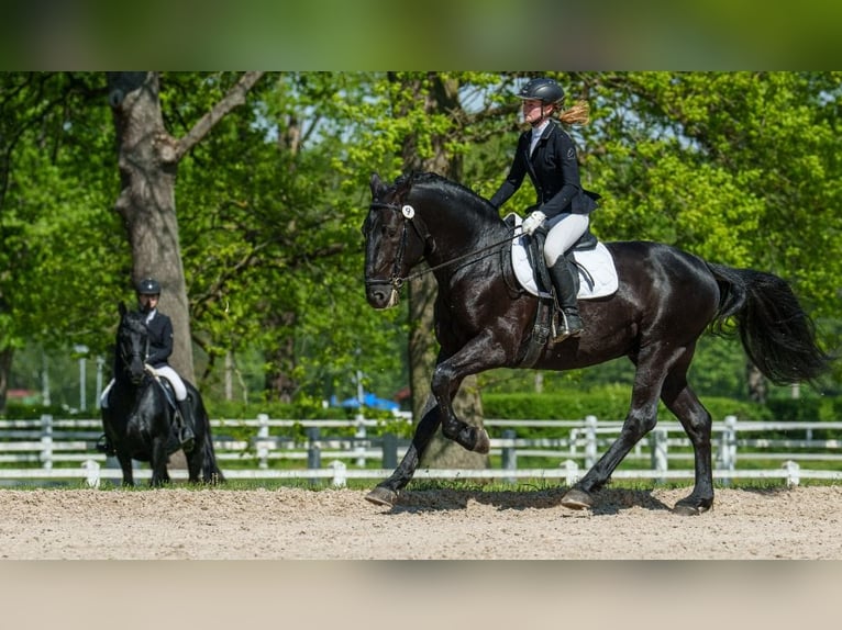 Kladruby Stallion 10 years 16,1 hh Black in Havlíčkův Brod