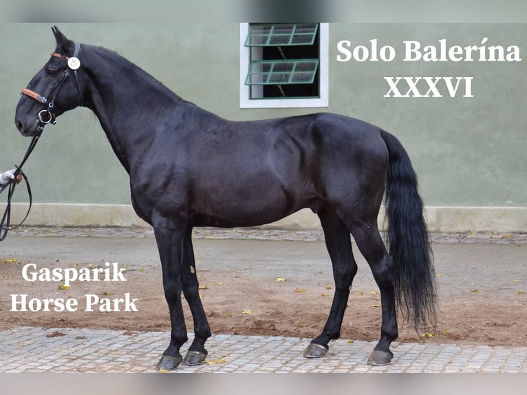 Kladruby Stallion 14 years 16 hh Black in Ipelškysokolec