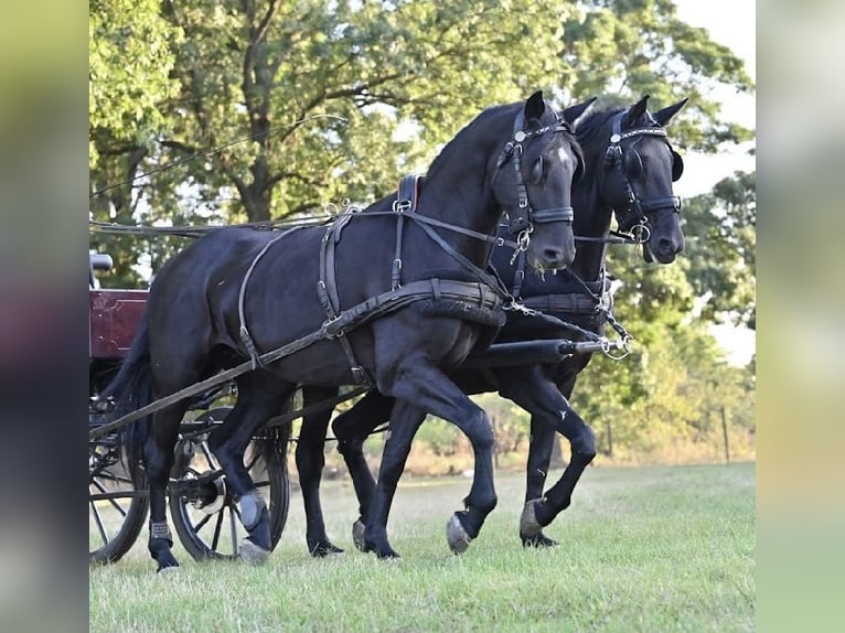 Kladruby Stallion 14 years 16 hh Black in Ipelškysokolec