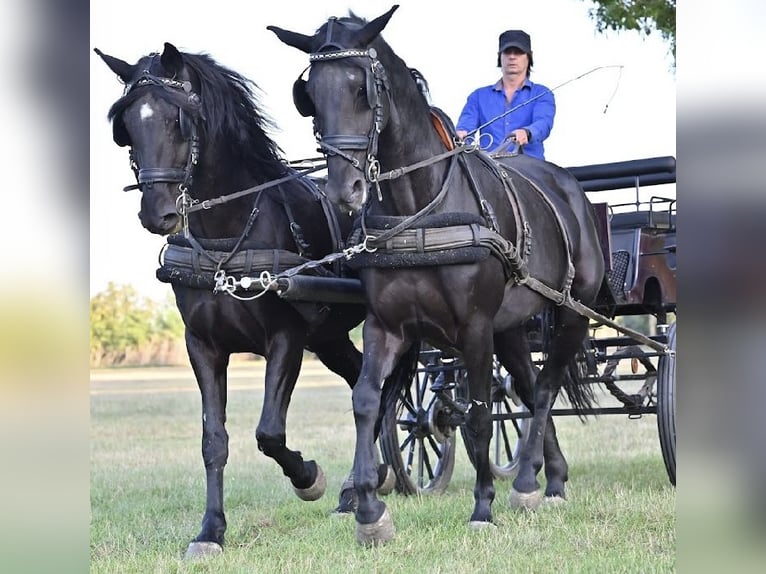Kladruby Stallion 14 years 16 hh Black in Ipelškysokolec