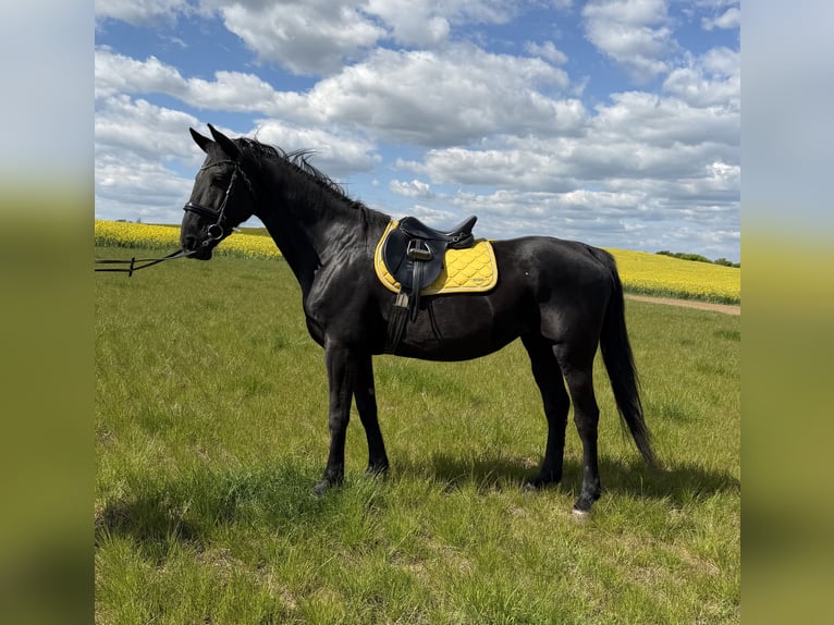 Kladruby Stallion 14 years 16 hh Black in Ipelškysokolec