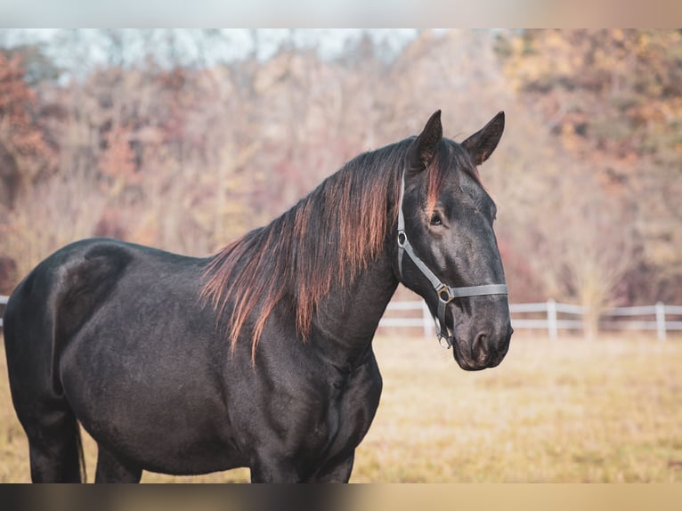 Kladruby Stallion 2 years Black in Brno