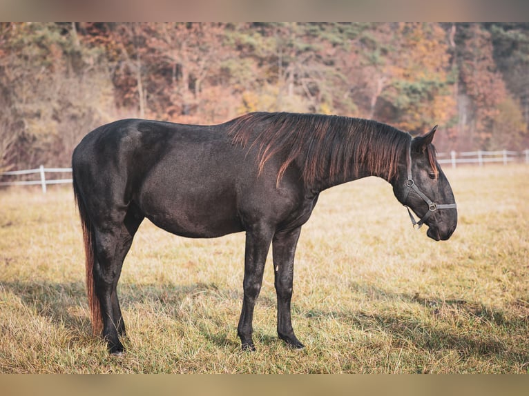 Kladruby Stallion 2 years Black in Brno