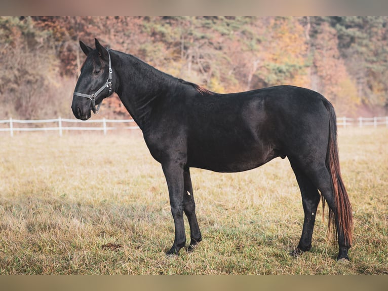 Kladruby Stallion 3 years Black in Brno