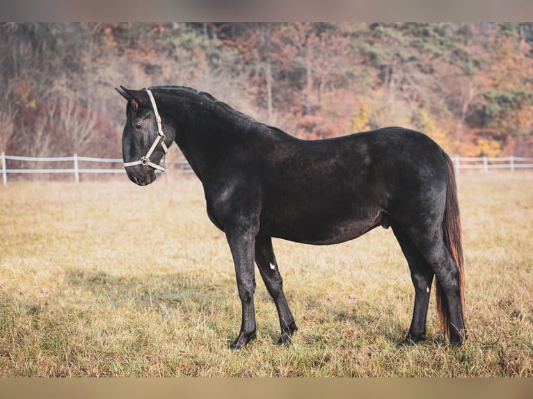 Kladruby Stallion 3 years Black in Brno