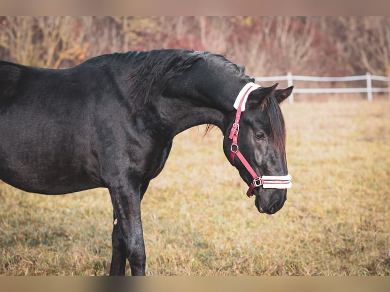 Kladruby Stallion 3 years in Brno