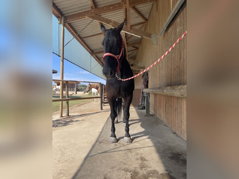 Kladrubyhäst Valack 9 år 175 cm Svart in Steinsoultz