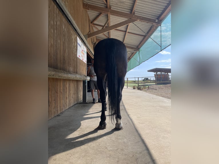 Kladrubyhäst Valack 9 år 175 cm Svart in Steinsoultz