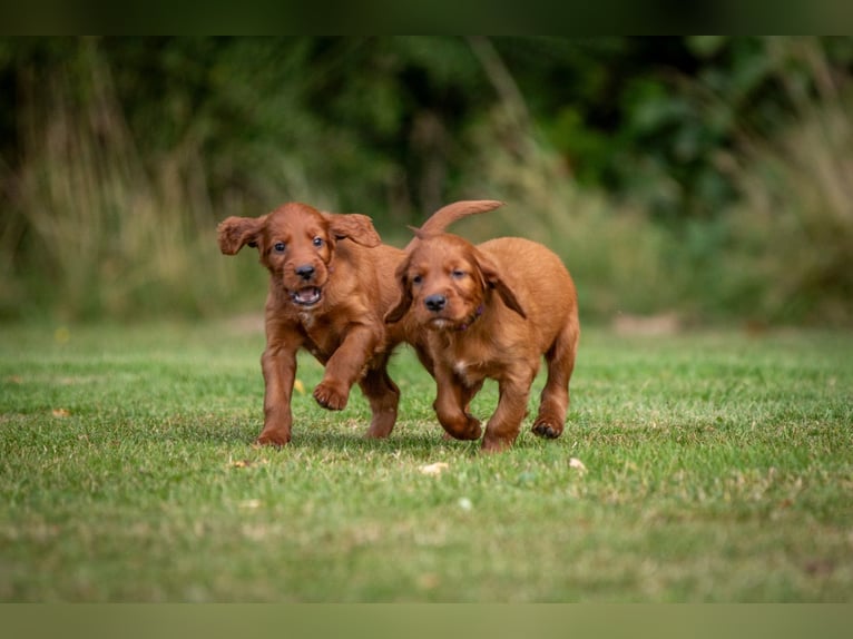 Irish-Setter-Welpen 